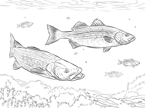 Two Striped Basses Coloring Page